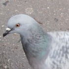 Picture for song 'Rotten mood' by artist 'varvara.jdanova'