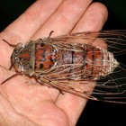 Picture for song 'insect' by artist 'wado production'