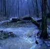 Picture for song 'forest watcher' by artist 'Whispered Silent'