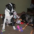 Picture for song 'All It Will Take (singer: Cindi Hall)' by artist 'Wil's Music'