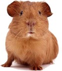 Picture for song 'Parsnip (The Raunchy Guinea Pig Song)' by artist 'Wyrmvator'