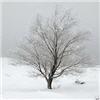 Picture for song 'Winter Bells' by artist 'Zoetrope'
