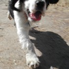 Picture for song 'Dog's View of a Walk' by artist 'Zozobra'