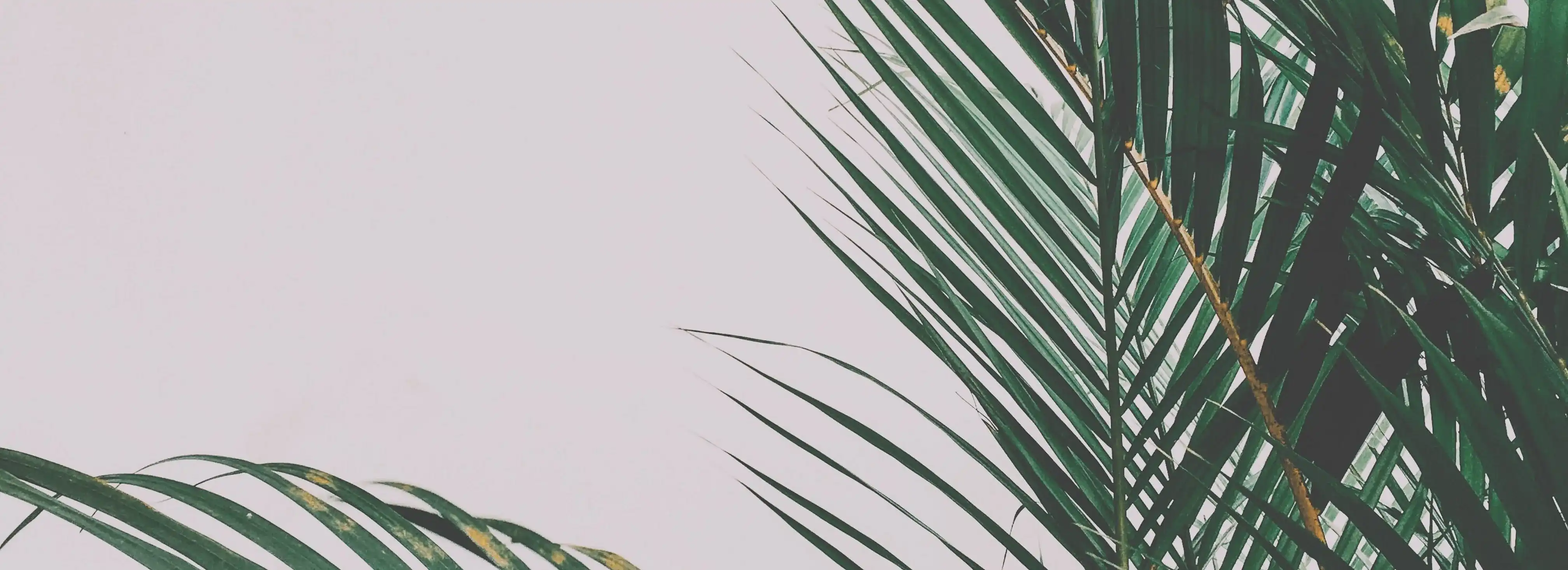 cover pic