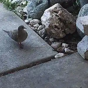 Picture for song 'Body Language' by artist 'Johanna Renfro'