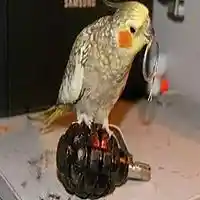 Picture for song 'Your final fall 2.....' by artist 'stefanos grigoriadis'