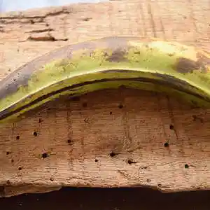 Picture for song 'banana' by artist 'Clivey Macdougall'