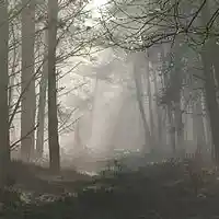 Picture for song 'Kailee' by artist 'Leonard Scaper'