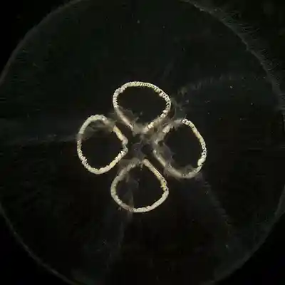 Picture for song 'Djelga feat. DJ Lowphat - Innerlijke Architect (1s' by artist 'Youniverse'