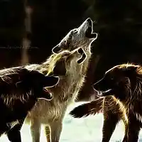 Picture for song 'In The Night (Prod. By Lil Twin)' by artist 'Lil Twin Double The Money'