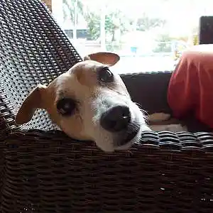 Picture for song 'Take a Good Look' by artist 'The Stray Dawgs'