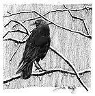 Picture for song 'Last Of The Piff - Jd Bucinum' by artist 'Bucinum Beats'