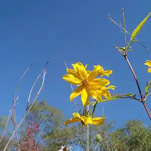 Picture for song 'It'll Come Back Around' by artist 'Leonard Scaper'