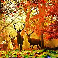 Picture for song 'deer savanah' by artist 'Michal Jonca'