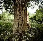 Picture for song 'Beauty and the Beast' by artist 'Nick Owen'