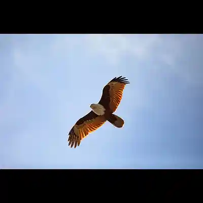 Song picture of 'Through the Eyes of the Eagle'