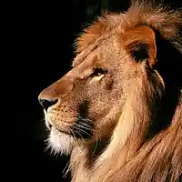 Picture for song 'Leader Of The Pack (one tag)' by artist 'YungCaspa'