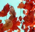 Picture for song 'sUM tO fALL tRaNsiTiON' by artist 'ACE FADAL'