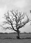 Picture for song 'DeadTree Alumni (Instr.)' by artist 'a certain kind of different'
