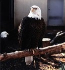 Picture for song 'MY BIRD' by artist 'ALPHA ONE OMEGA'