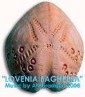 Picture for song 'LOVENIA BAGHEERA' by artist 'AMBRADUNA'