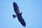 Picture for song 'Night Hawk' by artist 'Arctic Soul'