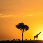 Picture for song 'SAFARI MADNESS' by artist 'ATEX'