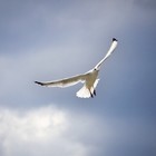 Picture for song 'Free (Prod. by Axis Beats) 78 bpm' by artist 'Axis Beats (US)'