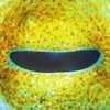 Picture for song 'Minimal Pad Movement' by artist 'Baal Mefisto'