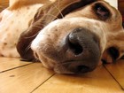 Picture for song 'My Old Hound Dog' by artist 'Baby Face and the Heels'