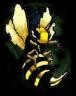 Picture for song 'instrumental of sras *North African Killer Beez*' by artist 'Beat Of Sras'