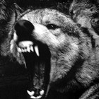 Picture for song 'The Wolves' by artist 'BEATS BY 2DEEP'
