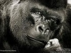 Picture for song 'Kelsey Grammar Flow!!!!' by artist 'BIG GORILLA GRODD'