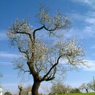 Picture for song 'Almond Tree' by artist 'Binary Cicada'