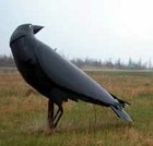 Picture for song 'THE BIG BLACK CROW' by artist 'BRIAN TAYLOR SMITH'