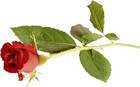 Picture for song 'ocean of love' by artist 'call of death'