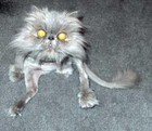 Picture for song 'Cat's Day' by artist 'Cheap Robot'