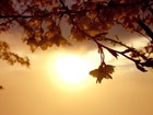 Picture for song 'Morning Star' by artist 'Chuquai Billy'