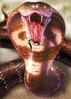 Picture for song 'Snake Bite' by artist 'Crome Productions'