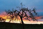 Picture for song 'Something That Should Last' by artist 'Crowsnest'