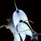 Picture for song 'Any Fool' by artist 'Dai Crowther'