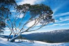 Picture for song 'A Winter's Tale (Demo I - Remastered +1#)' by artist 'DARK DREAMS'