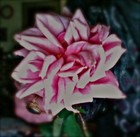 Picture for song 'I Wish (I Could Write A Love Song)' by artist 'Dave Sugarbeet'