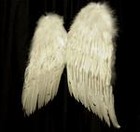 Picture for song 'Flightless Birds' by artist 'dawnsinclair'