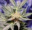 Picture for song 'Smoke That Maui Wowi' by artist 'Dirigo Beats'