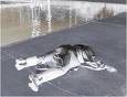 Picture for song 'Cant Believe It (vocal Rap)' by artist 'DJ Rush and the Eastsidaz'