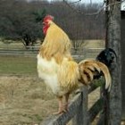 Picture for song 'That Cock Just Crowed' by artist 'Doug Murphy'