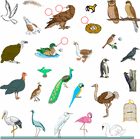 Picture for song 'the Birdz' by artist 'dsierc'