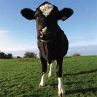 Picture for song ''So Jah Say'' by artist 'Dub Twins (UK)'