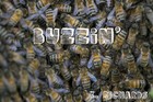 Picture for song 'Buzzin (Prod. by K. Richards)' by artist 'Dumperz'